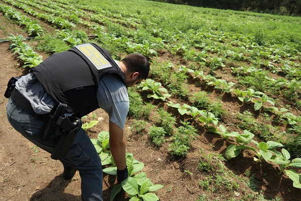australian border force officer examining the tobacco crop